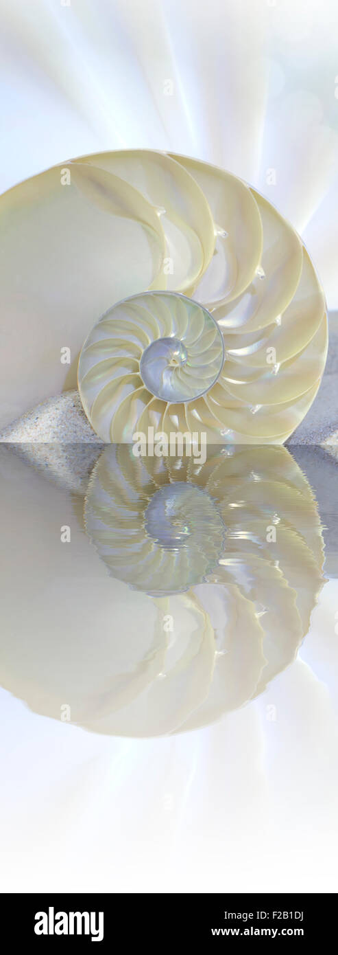 Chambered Nautilus Cutaway Shell am Strand im Wasser reflektiert Stockfoto