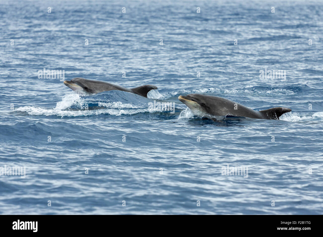 Delphine im Meer in der Nähe von Vila Franca do Campo in Sao Miguel, Azoren Stockfoto