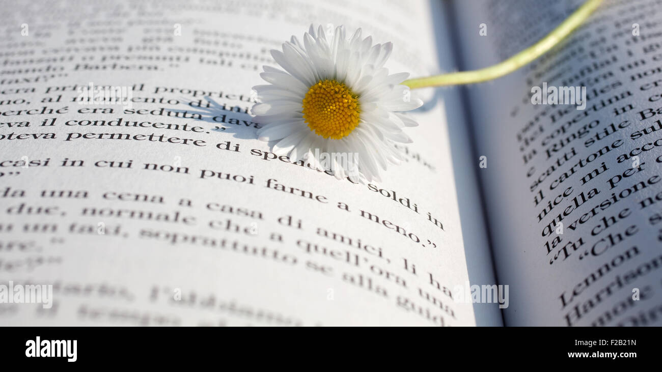 Gänseblümchen auf ein offenes Buch Stockfoto