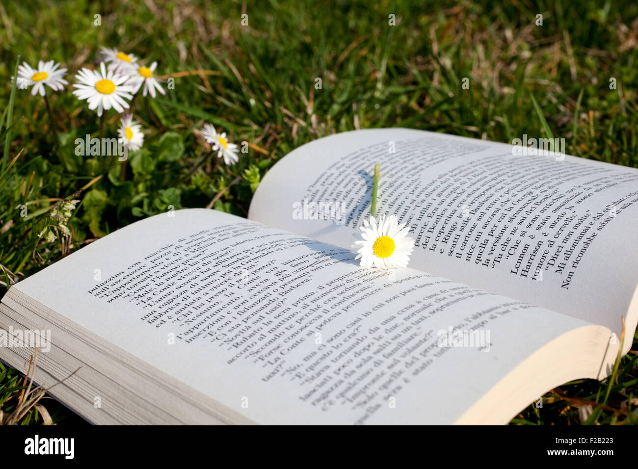 Gänseblümchen auf ein offenes Buch Stockfoto