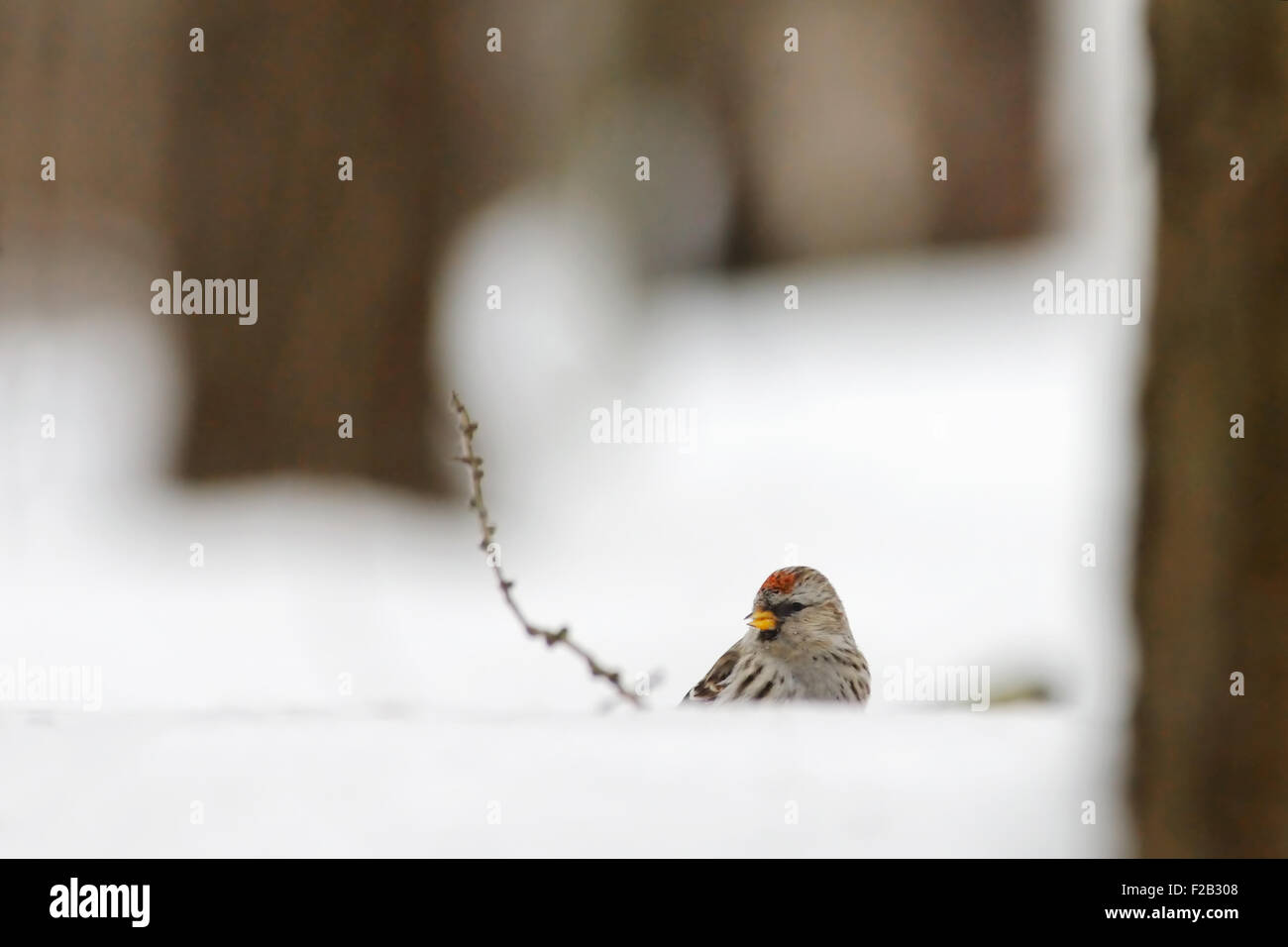 Winter-Redpoll in Schneewehe Stockfoto