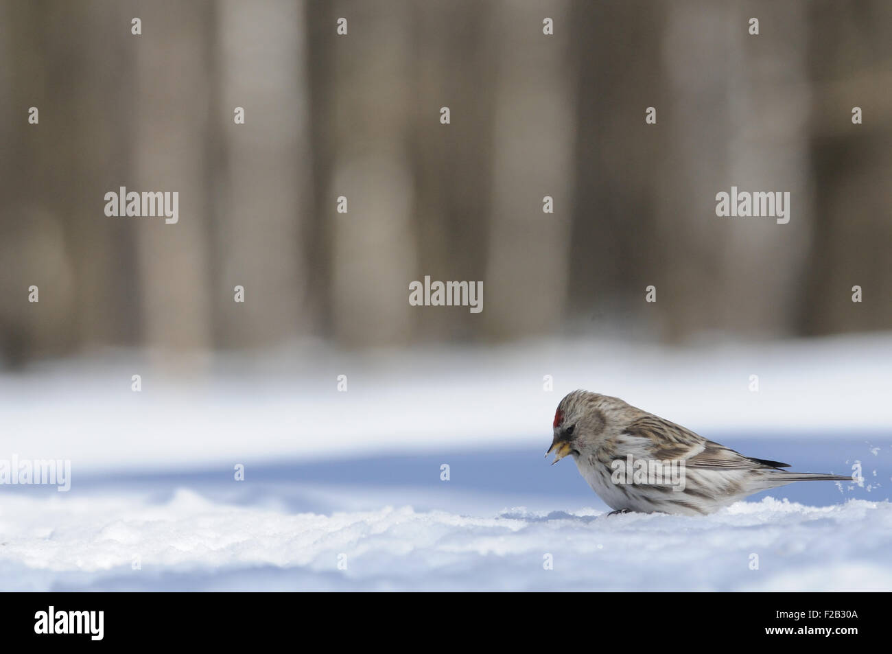 Winter-Redpoll in Schneewehe Stockfoto