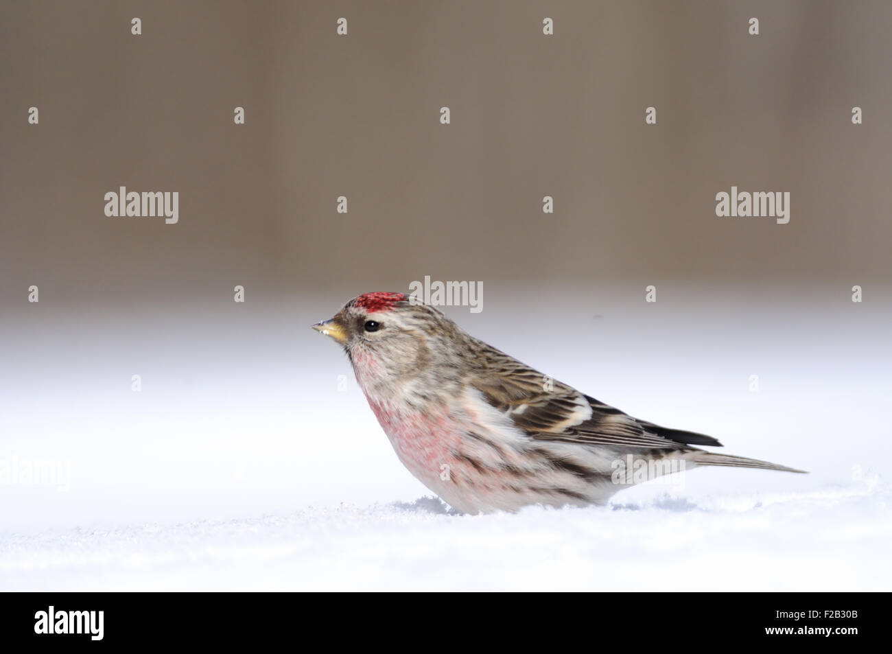 Winter-Redpoll in Schneewehe Stockfoto