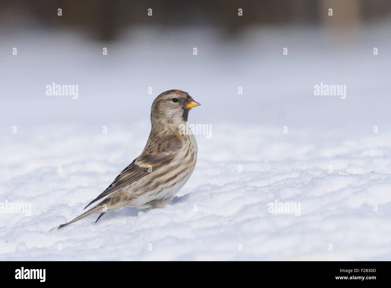 Winter-Redpoll in Schneewehe Stockfoto