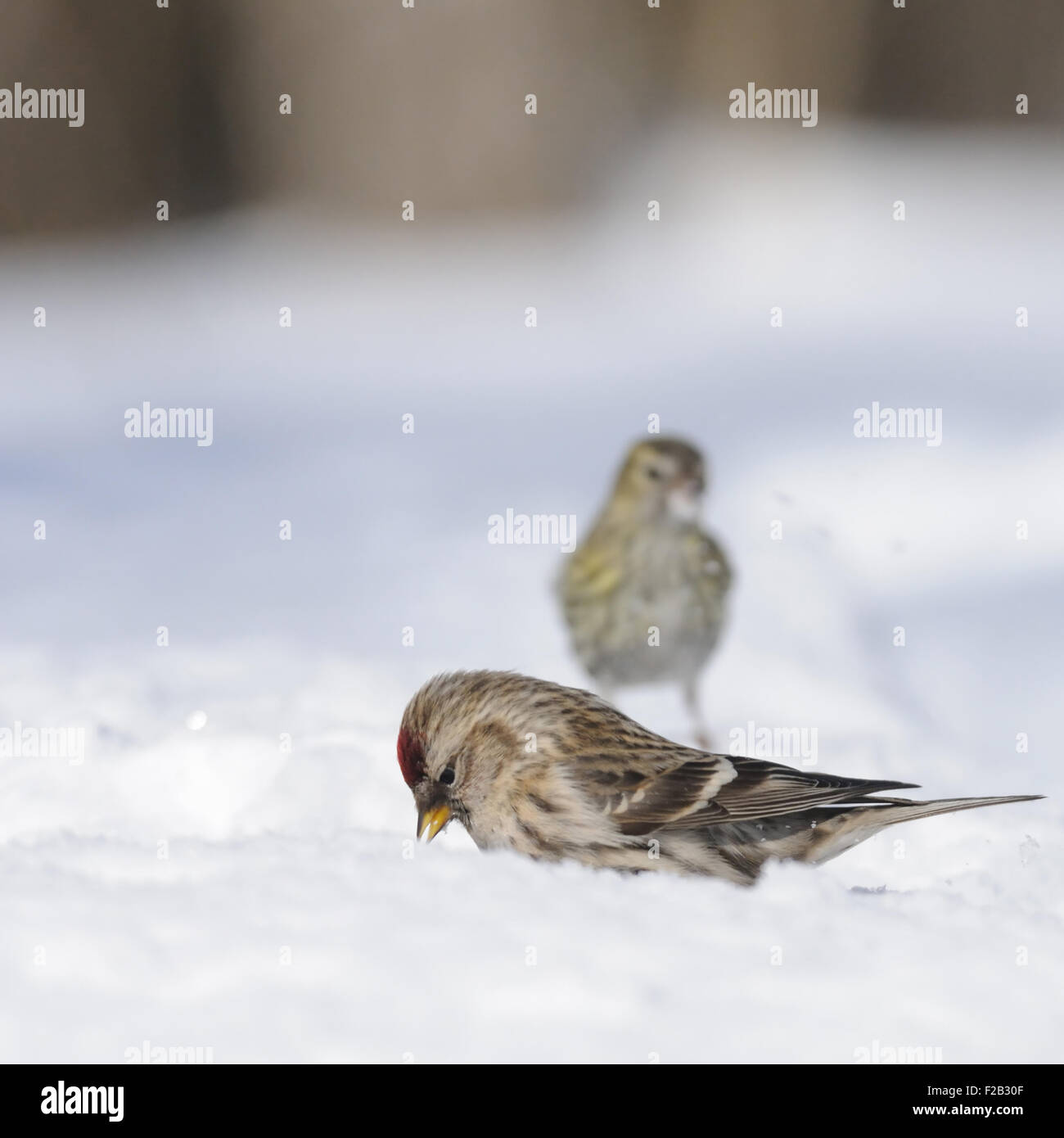 Winter-Redpoll in Schneewehe Stockfoto
