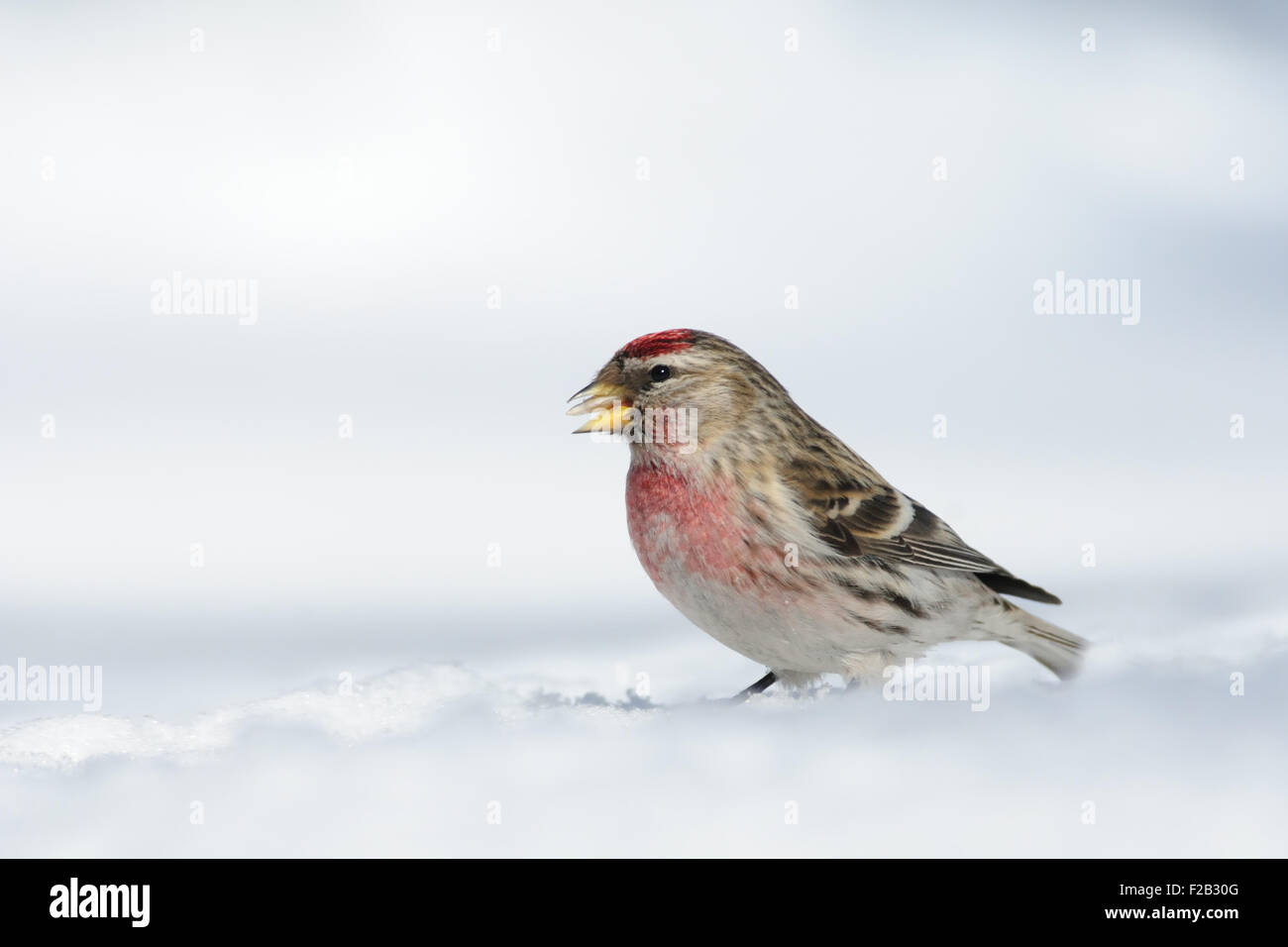 Winter-Redpoll in Schneewehe Stockfoto