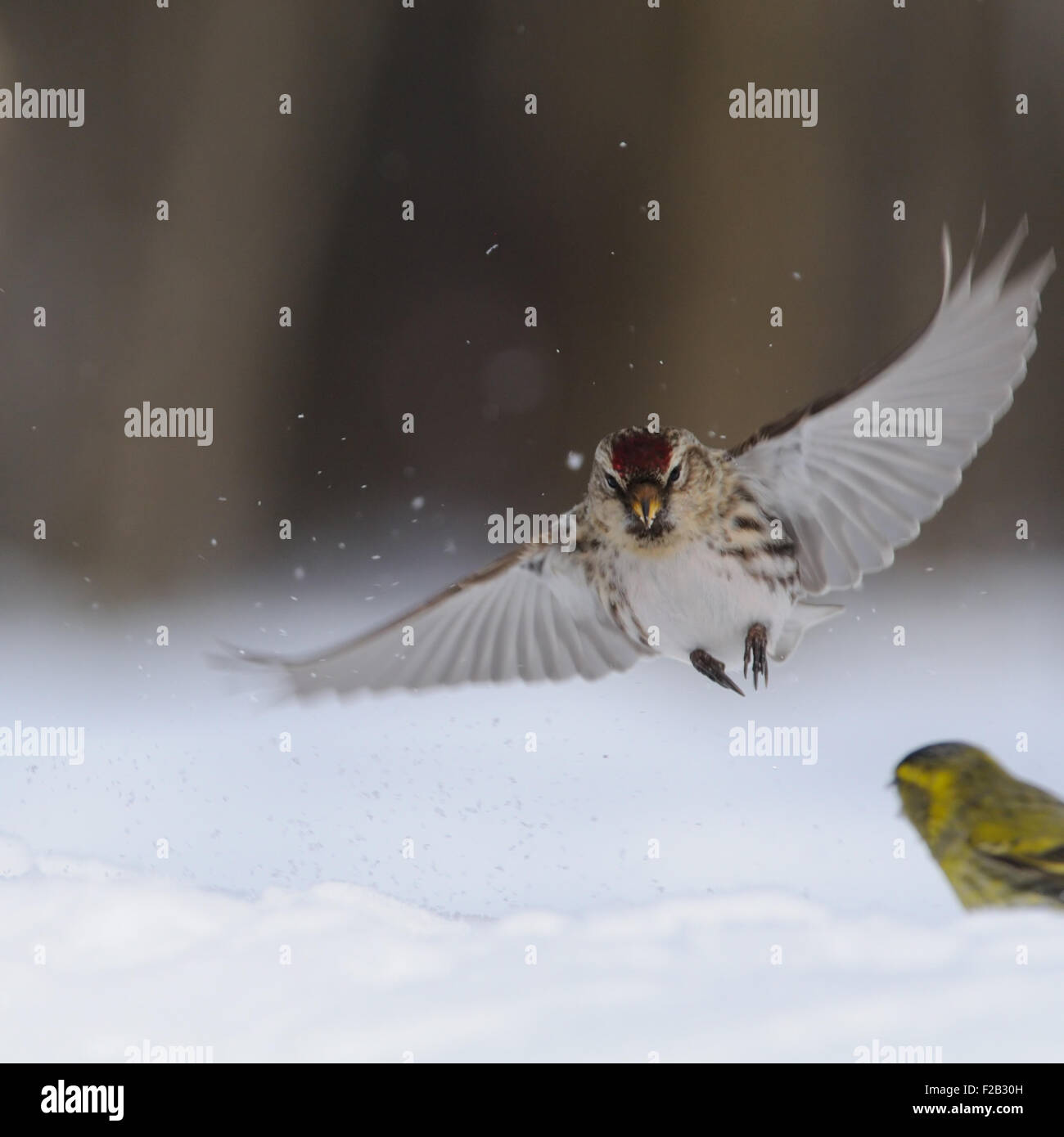 Redpoll über Erlenzeisig in Schneewehe zu fliegen Stockfoto
