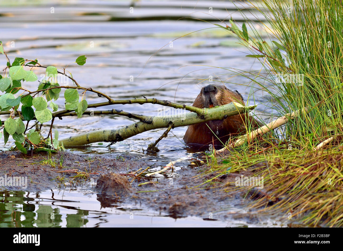 Ein Biber "Castor-Canadenis", einen Ast aus dem Wasser ziehen und oben am Ufer seine Blätter und Rinde fressen Stockfoto