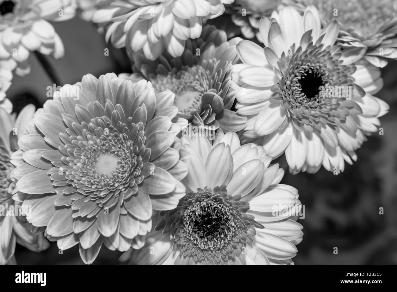 Bunte Blumen in schwarz und weiß Stockfoto
