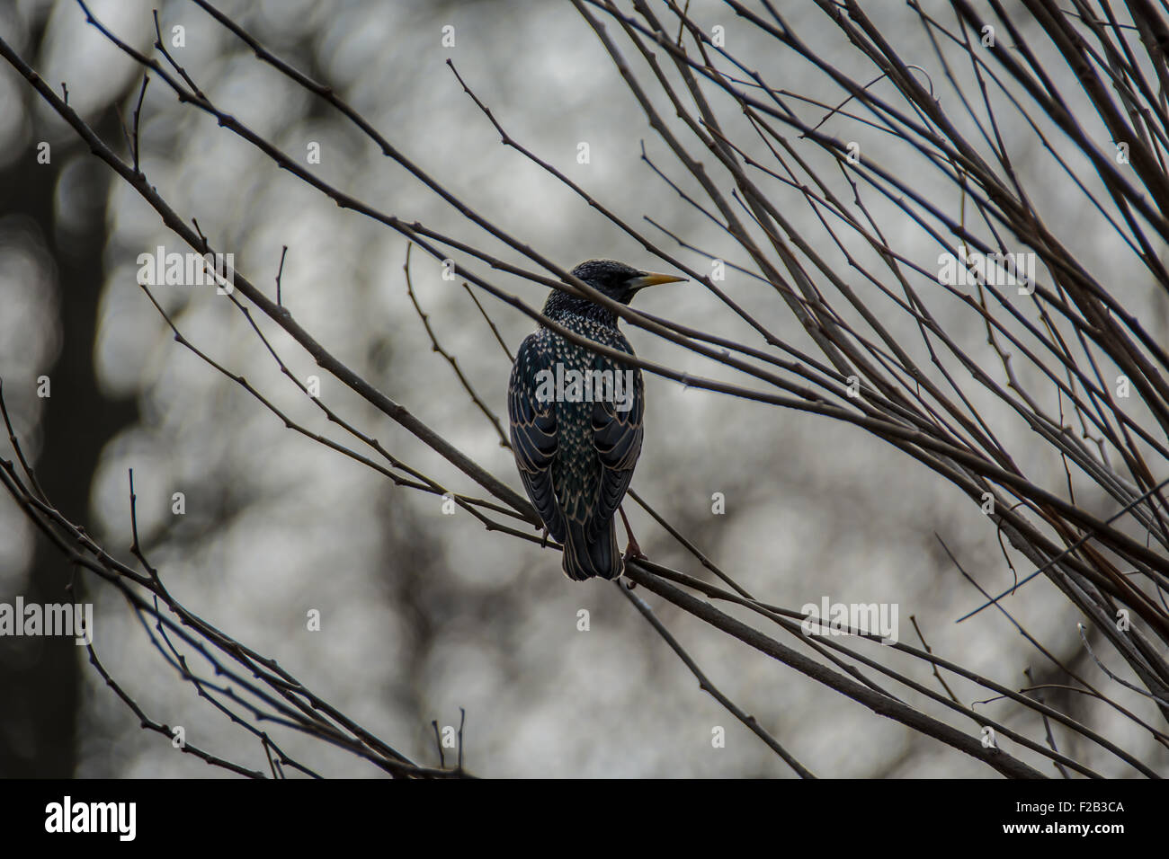 Black spotted Vogel sitzt im Baum Stockfoto