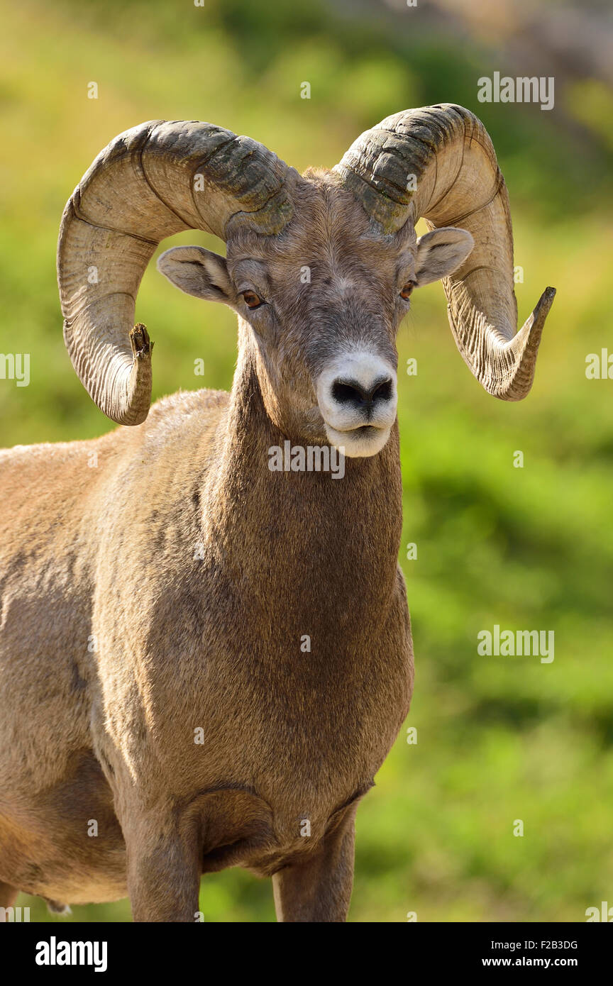 Eine vertikale Portraitbild von einem Erwachsenen rocky Mountain Bighorn Ram Orvis Canadensis; stehend vor einem verschwommenen Hintergrund. Stockfoto