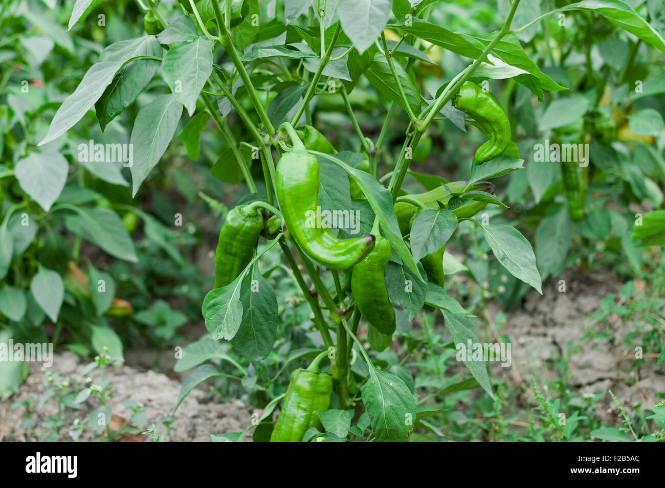 Eine grüne Paprika Pflanze mit Paprika wächst Stockfoto