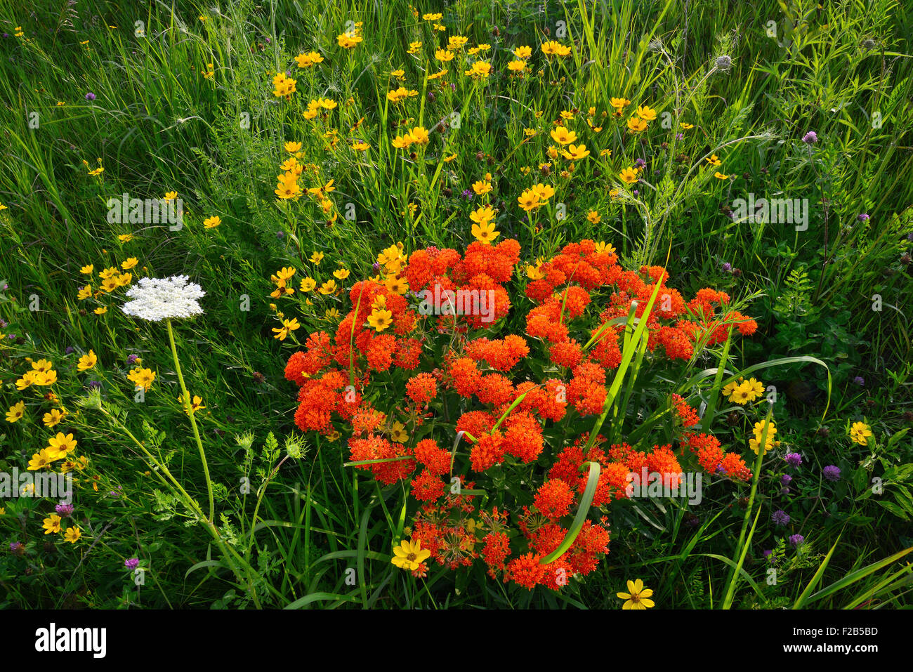 Schmetterling Unkraut und anderen Wildblumen im Glacial Park in McHenry County, Illinois - jetzt Hackmatack National Wildlife Refuge Stockfoto