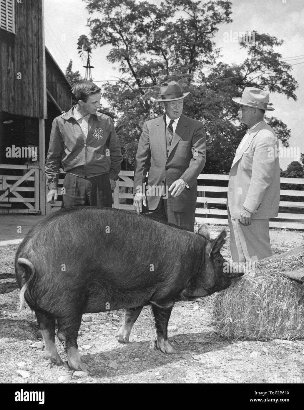 Präsident Eisenhower präsentiert mit einem vergoldeten Berkshire Schwein von einem 4-H Club Achievement Award Gewinner. Gettysburg, PA. 3. Juni 1955. -(BSLOC 2014 16 176) Stockfoto