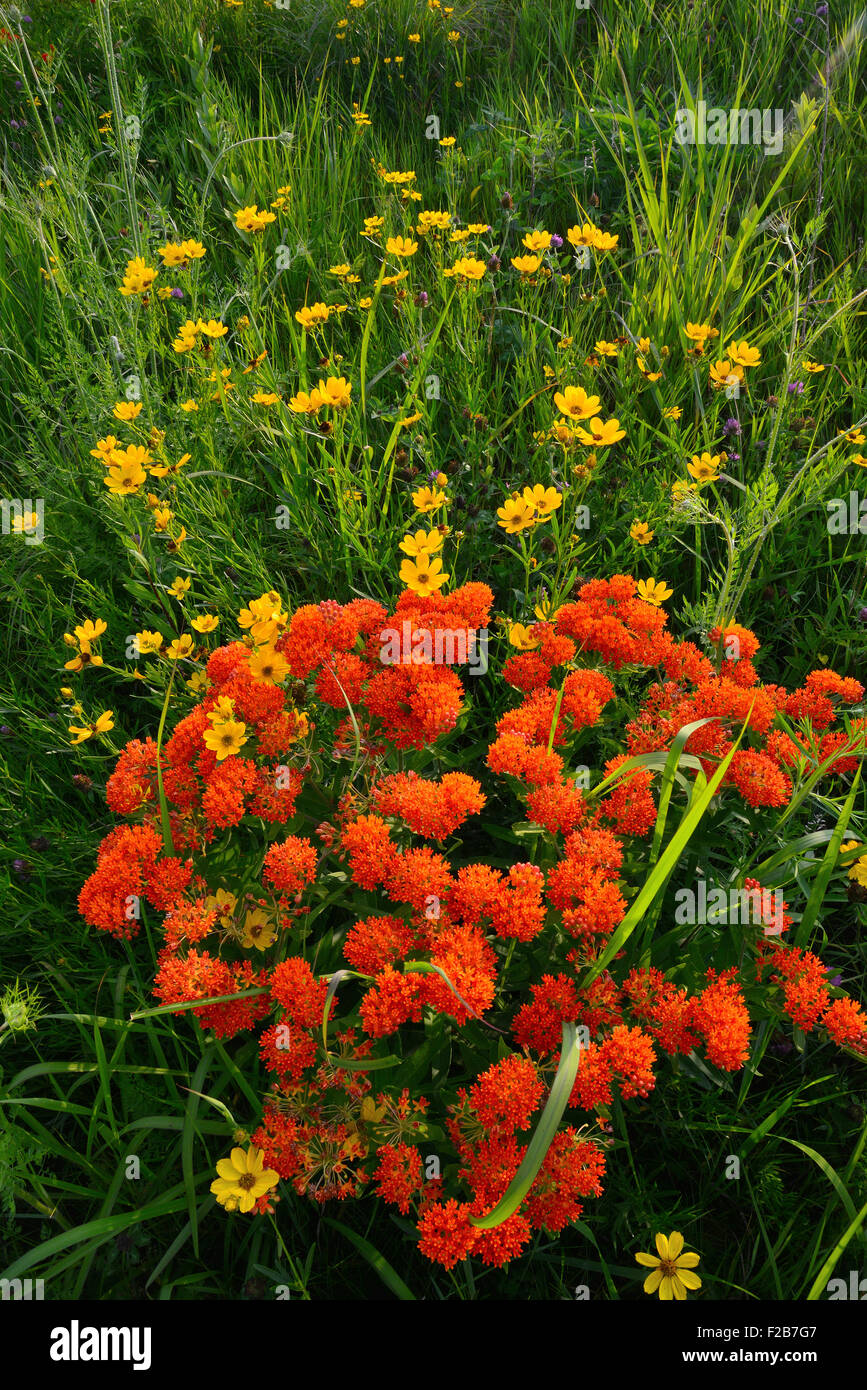 Schmetterling Unkraut und anderen Wildblumen im Glacial Park in McHenry County, Illinois - jetzt Hackmatack National Wildlife Refuge Stockfoto