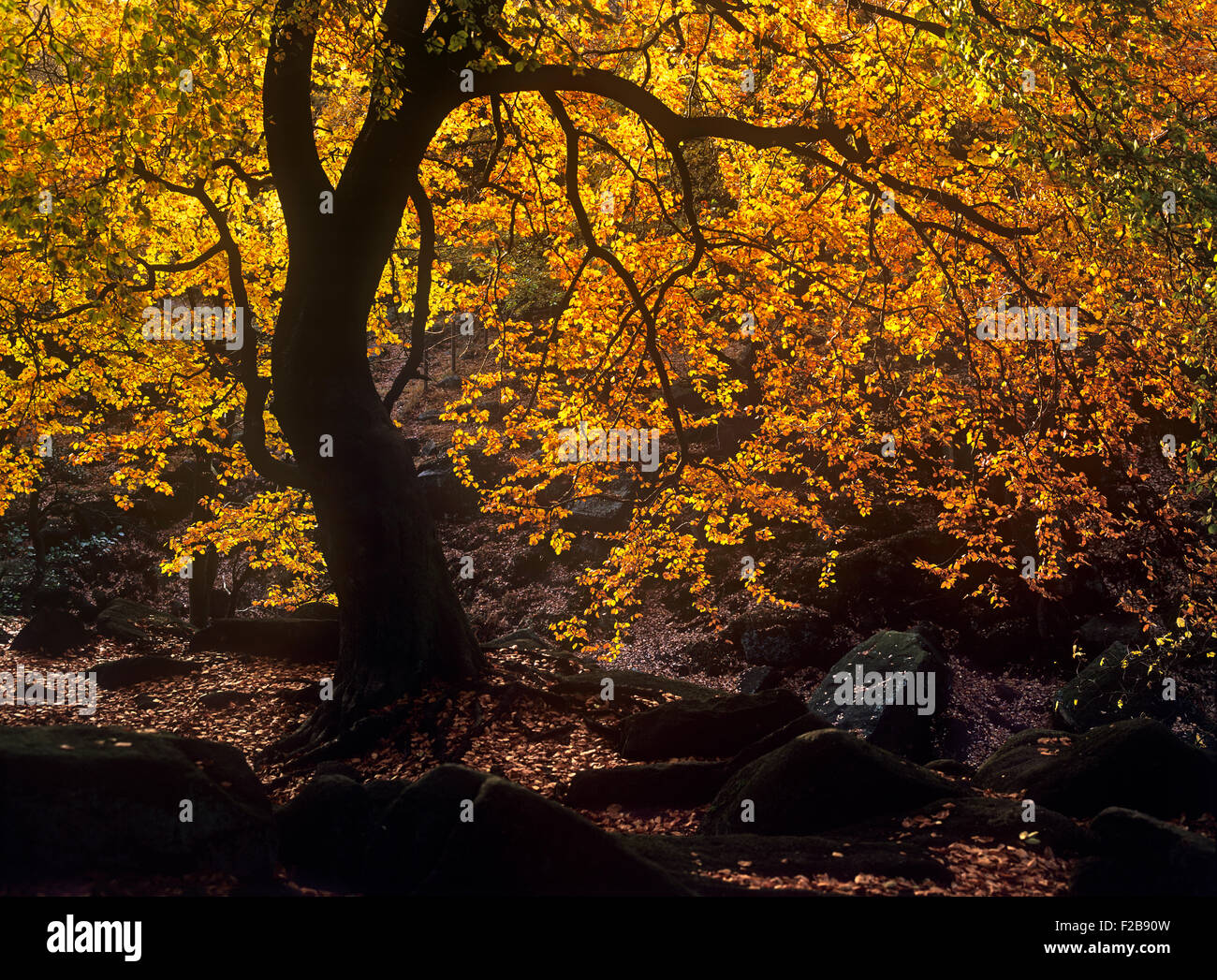 Herbstfärbung, Burbage Brook Nature Trail, in der Nähe von Nether Padley, Peak District National Park, Derbyshire. Stockfoto