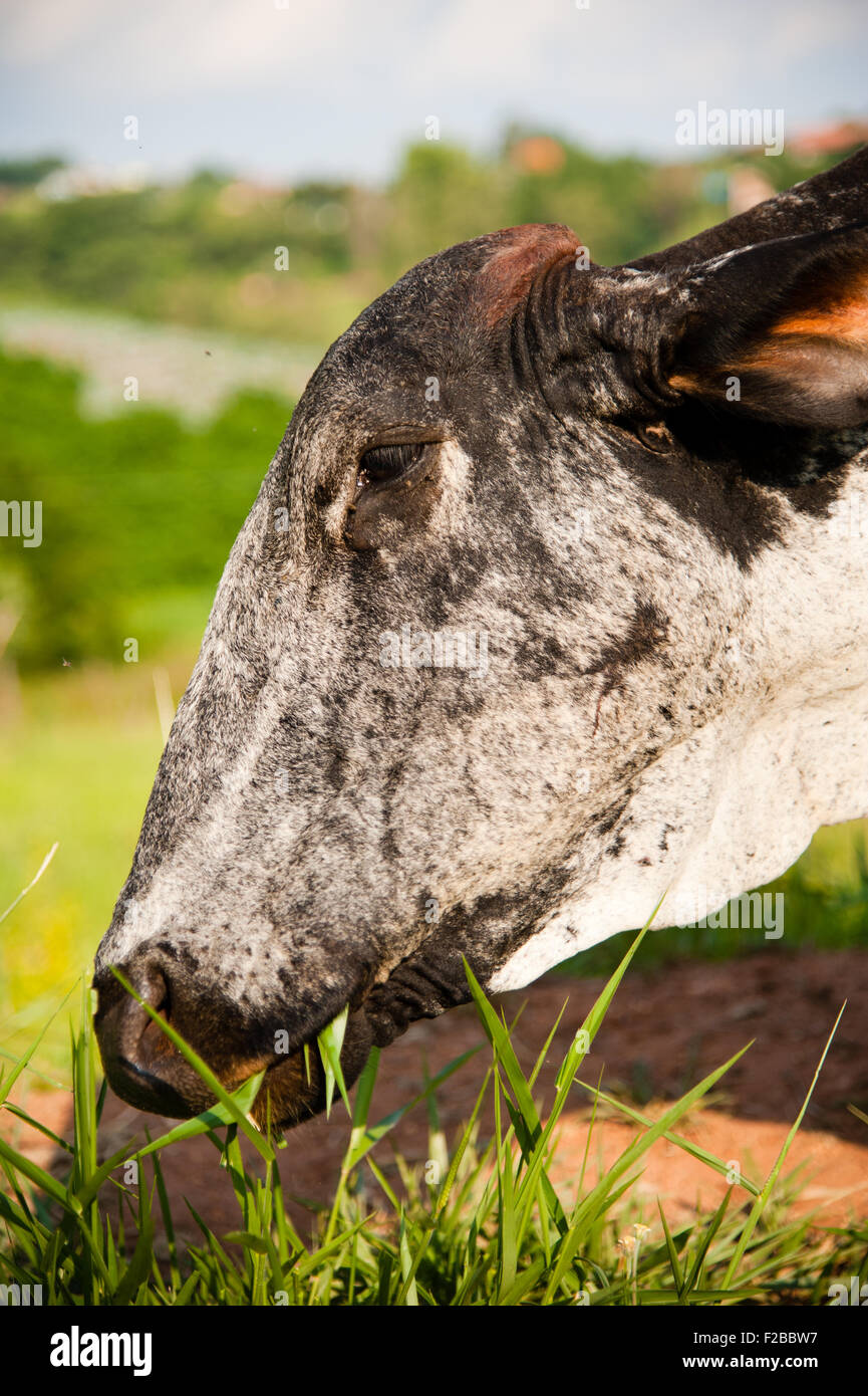 Seite Portrait Kuh Essen Grass in Landschaft Feld. Stockfoto