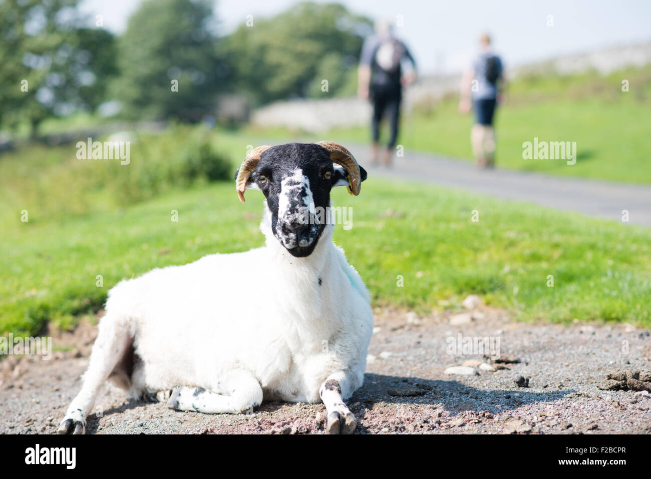 Ein Shawn Cumbrian Schafe sitzt in der Sonne in die Kamera schaut, während zwei Wanderer fiel Wandern Sie in der Ferne Stockfoto