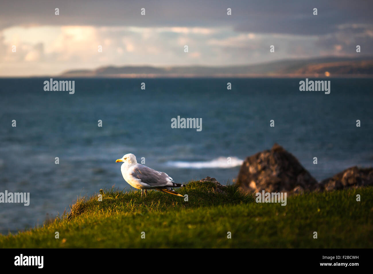 Sea Gull / Möwe thront auf einem Rasen-Bank während des Sonnenuntergangs Stockfoto