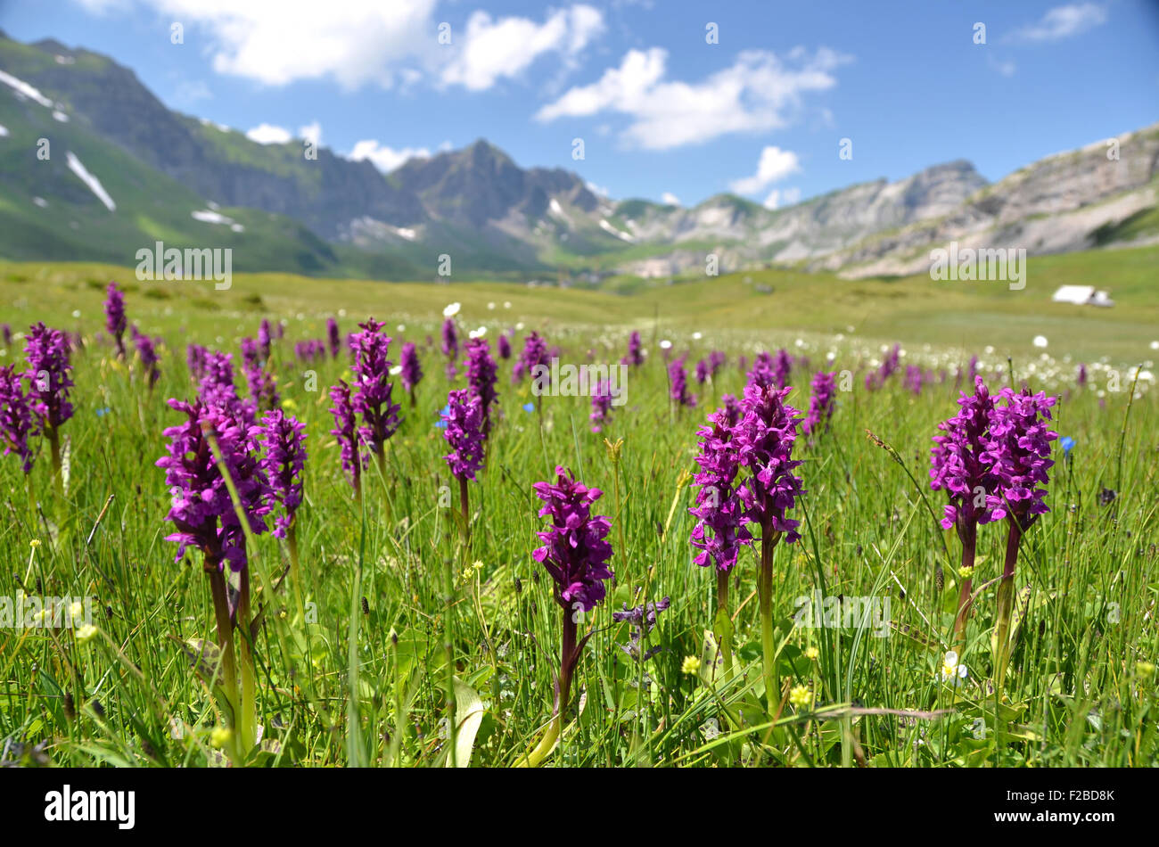 Alpine Orchid Flower In Switzerland Stockfotos und -bilder Kaufen - Alamy