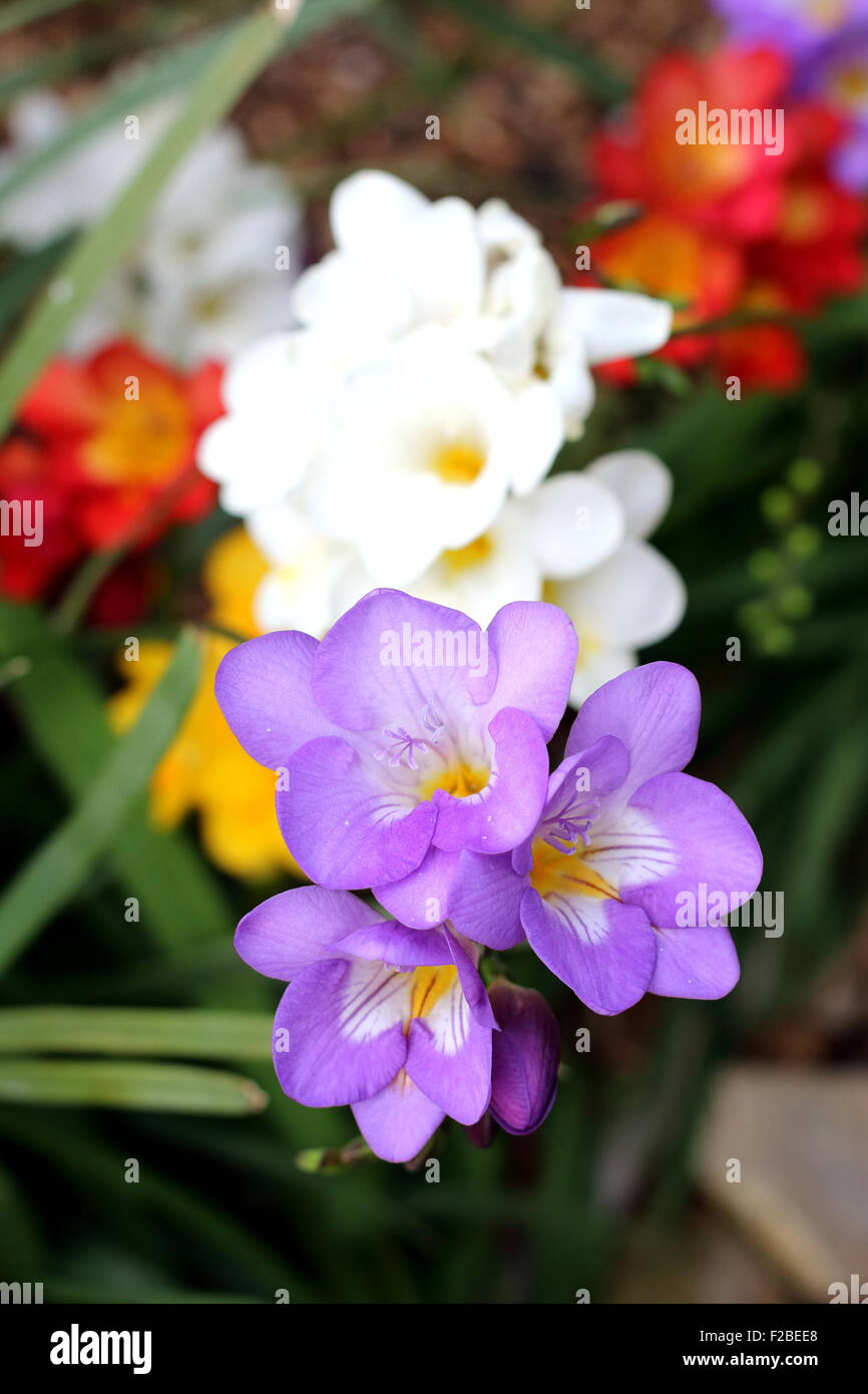Bunte Freesien mit lila Blüten im Fokus Stockfoto
