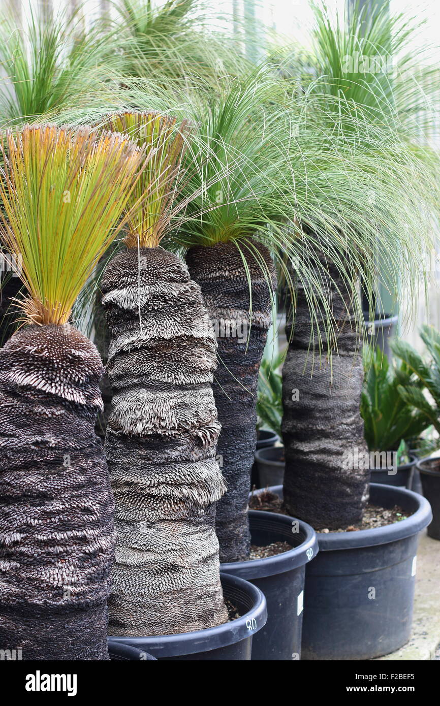 Grasbäume, Xanthorrhoea Preissi in einem Topf zum Verkauf Stockfoto