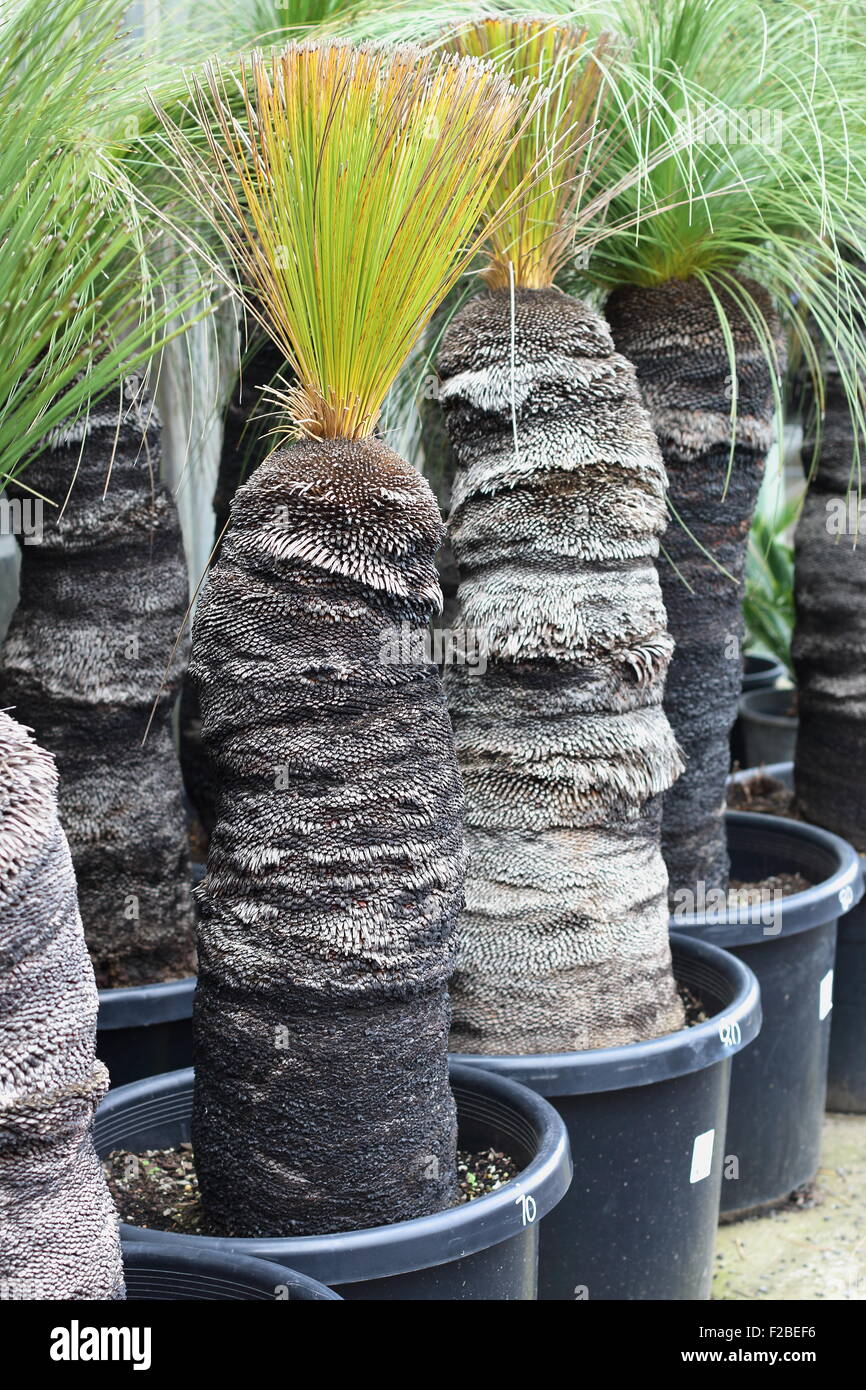 Grasbäume, Xanthorrhoea Preissi in einem Topf zum Verkauf Stockfoto