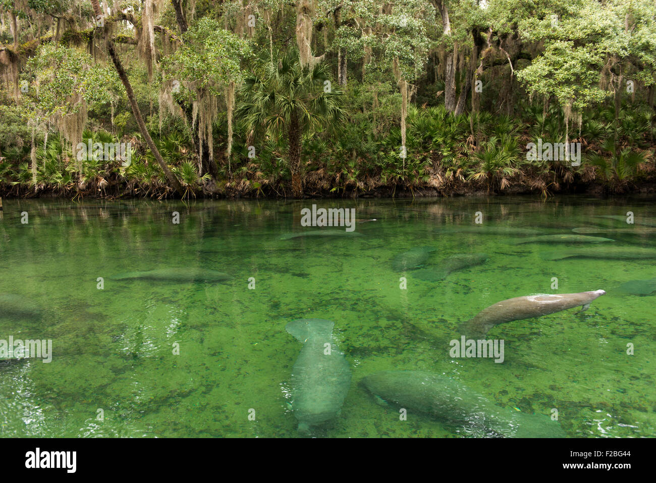 Blue Springs State Park in Zentral-Florida ist ein Winter-Haus für Seekühe aufgrund seiner relativ warmes Wasser. Stockfoto