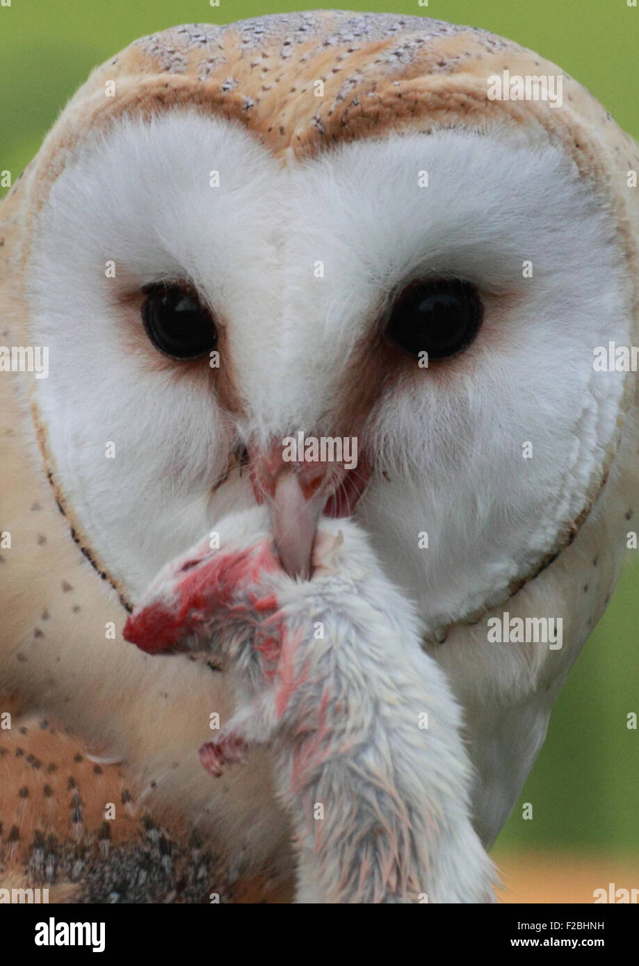 Schleiereule mit toten Ratte Stockfoto