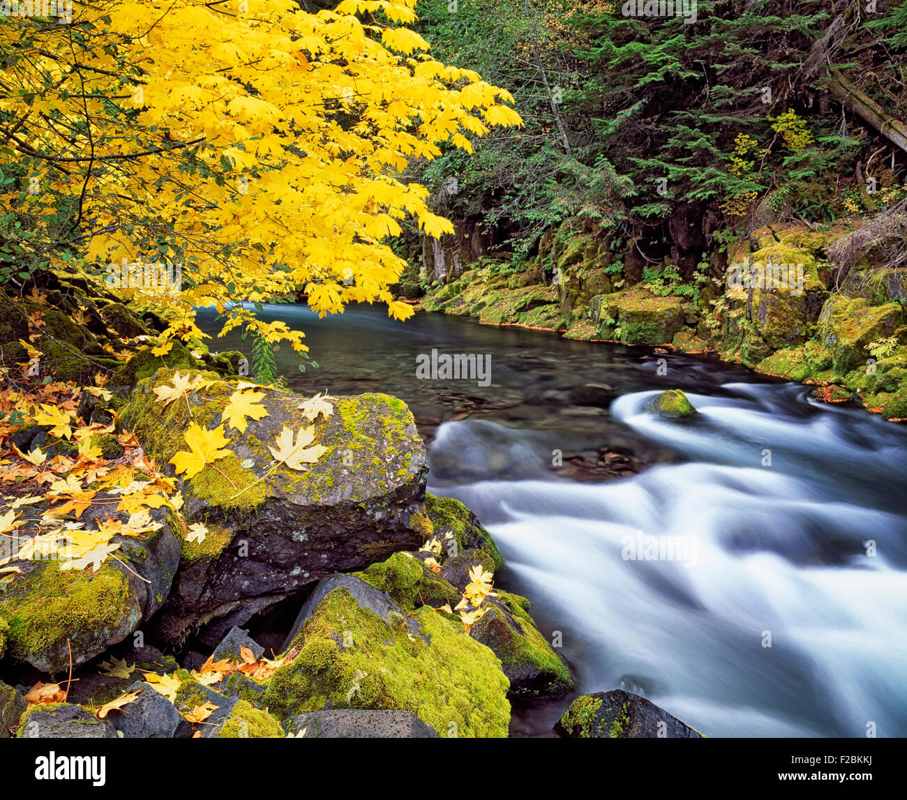 Die herbstliche Schönheit der grosses Blatt Ahornbäumen entlang der wilden & Scenic Upper Clackamas River in Oregon Mt Hood National Forest. Stockfoto