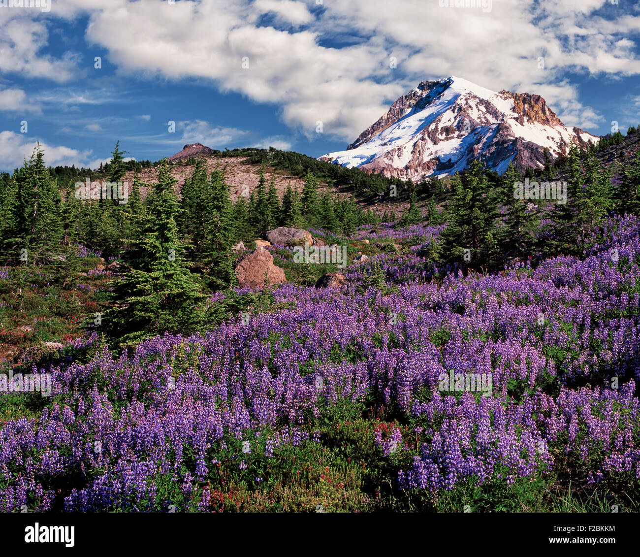 Ein Teppich aus lila Lupinen Blüten auf Vista Kamm als Oregons höchste Gipfel erhebt sich Mt. Hood über die Mt Hood Wilderness Area. Stockfoto