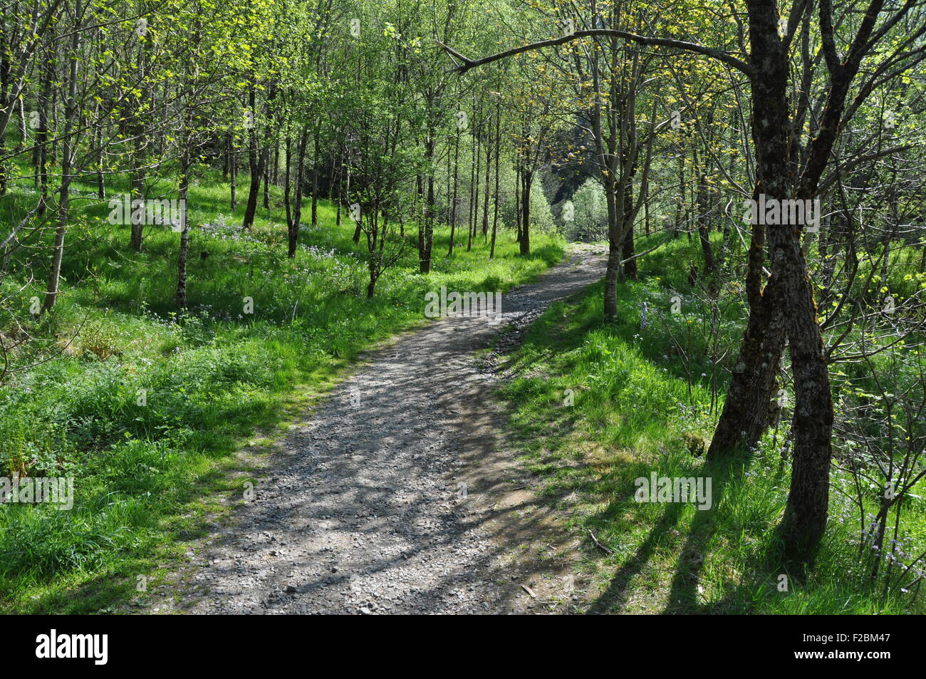 Eine kleine Straße durch den Wald. Stockfoto