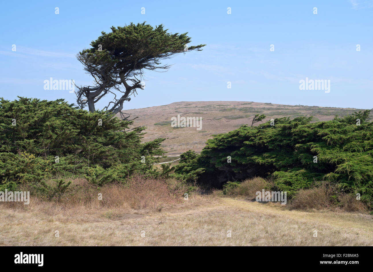 Zypresse und Sträucher in der Bodega Head in Sonoma coast State Park in Kalifornien Stockfoto