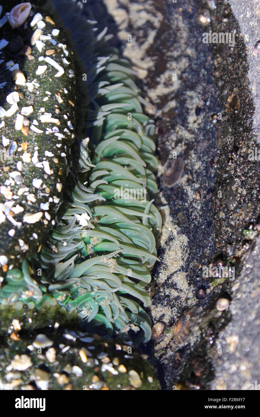Grüne Seeanemone Stockfoto