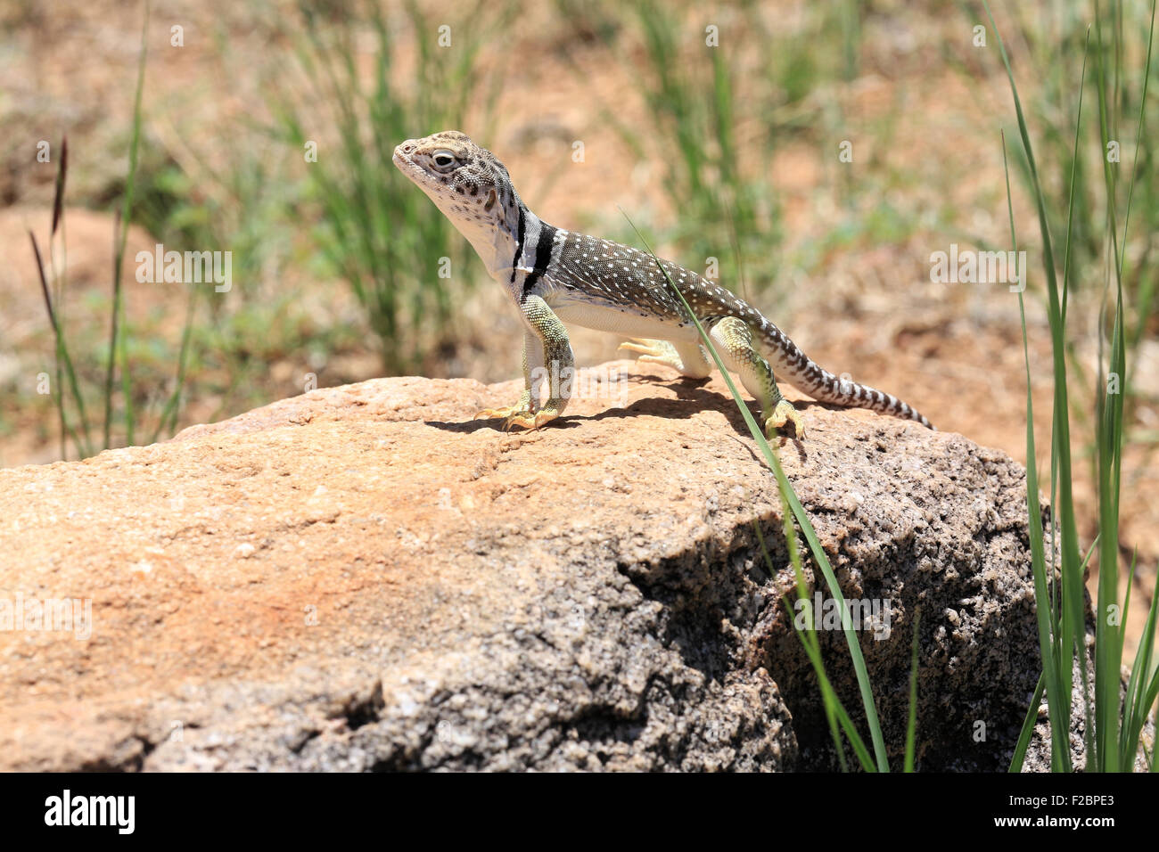 Gemeinen collared Eidechse Stockfoto