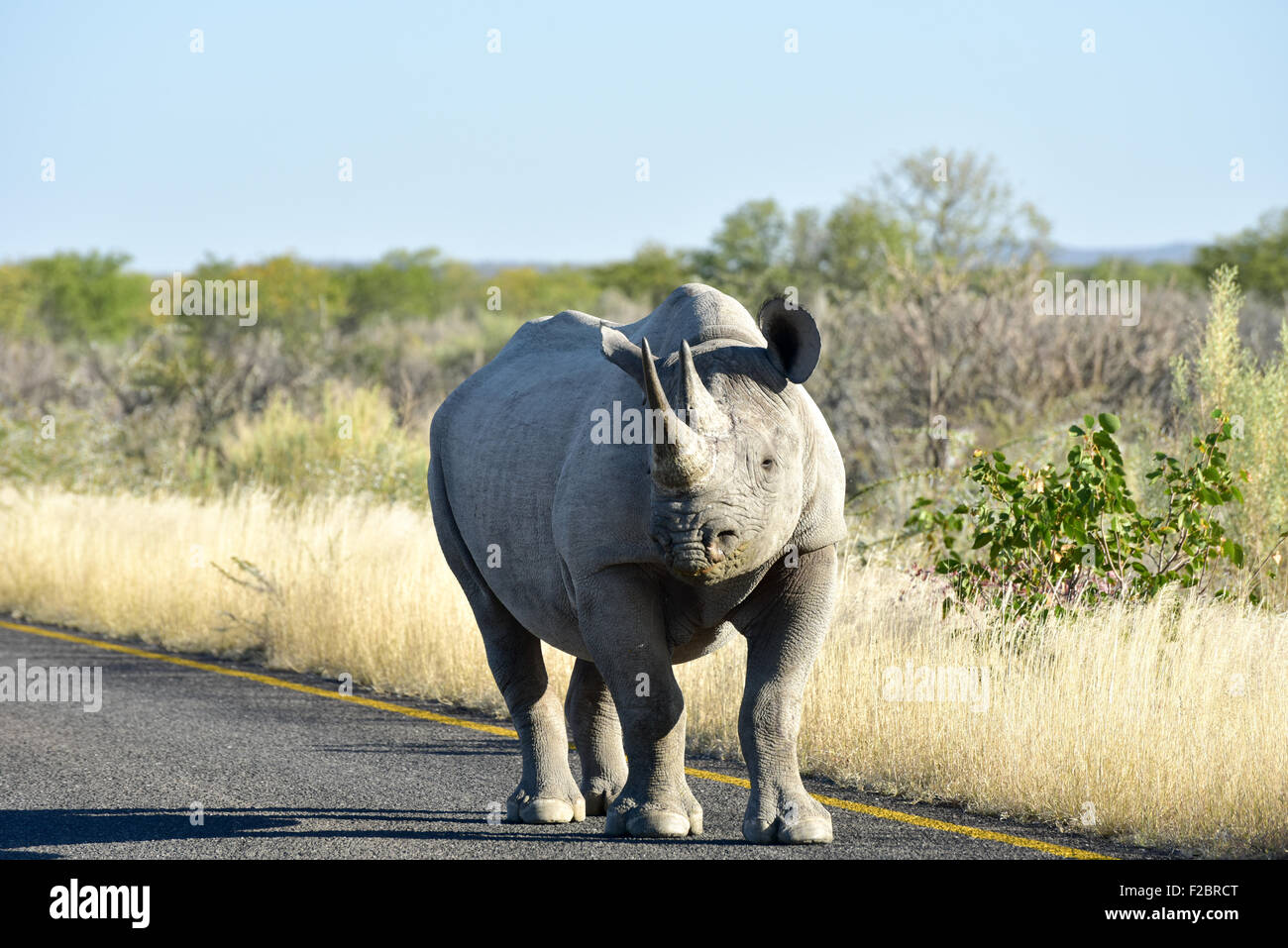 Spitzmaulnashorn Diceros Bicornis oder Haken-lippige Rhinoceros. Wandern entlang der Straße in den Etosha Nationalpark, Namibia. Stockfoto