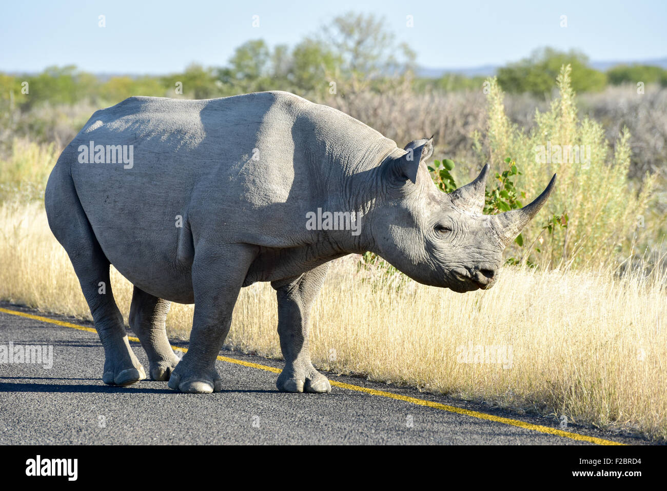 Spitzmaulnashorn Diceros Bicornis oder Haken-lippige Rhinoceros. Wandern entlang der Straße in den Etosha Nationalpark, Namibia. Stockfoto