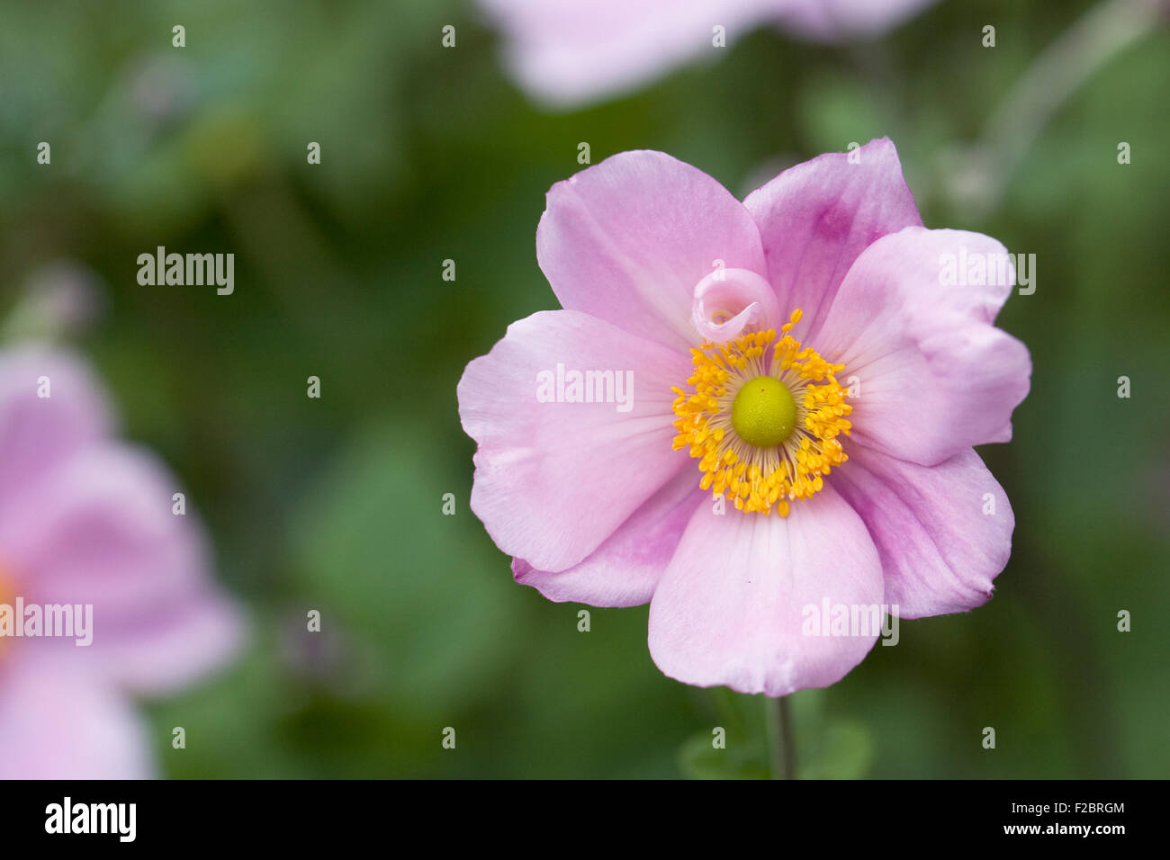 Rosa japanische Anemone Blume. Stockfoto