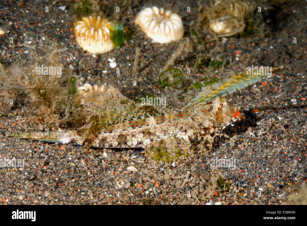 Orange-schwarze Leierfischen, Dactylopus Kuiteri, zeigt die große Rückenflosse. Stockfoto