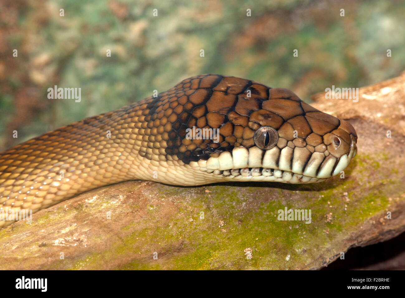 eine australische Peeling Python Morelia Amethistina. Dies sind die größte Schlange in Australien gefunden Stockfoto
