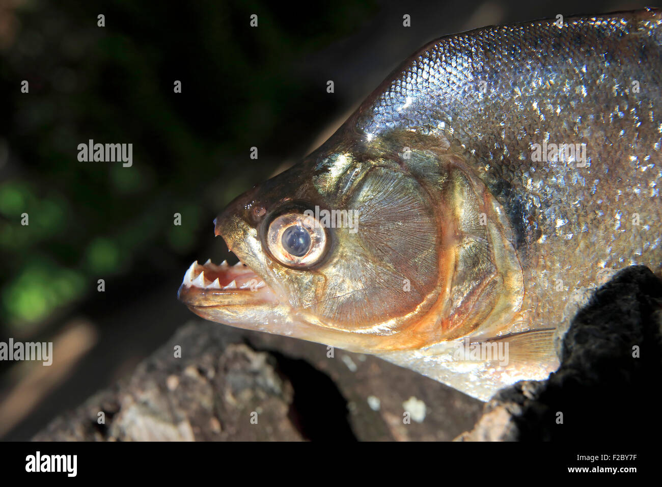 Piranha (Pygocentrus Nattereri), Erwachsene, Portrait, zeigt Zähne, Pantanal, Mato Grosso, Brasilien Stockfoto