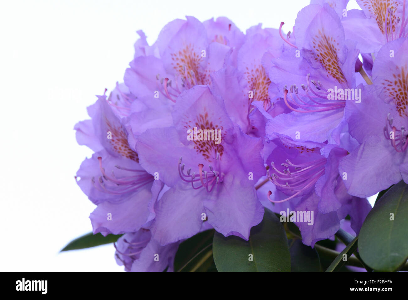 Rhododendron-Blumen, Blüten vor einem weißen Hintergrund Stockfoto