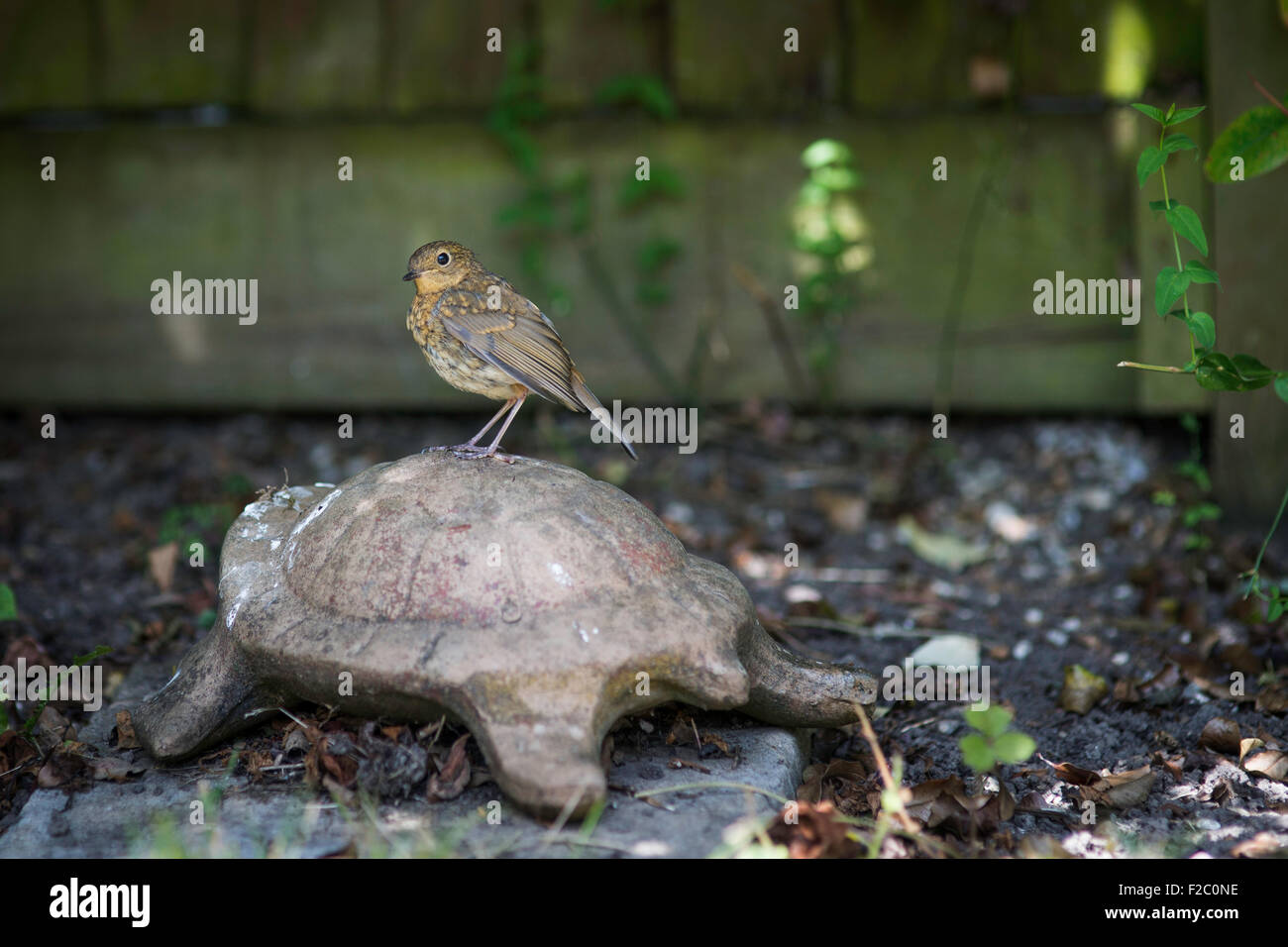 Baby Robin auf Gartenverzierung Stockfoto