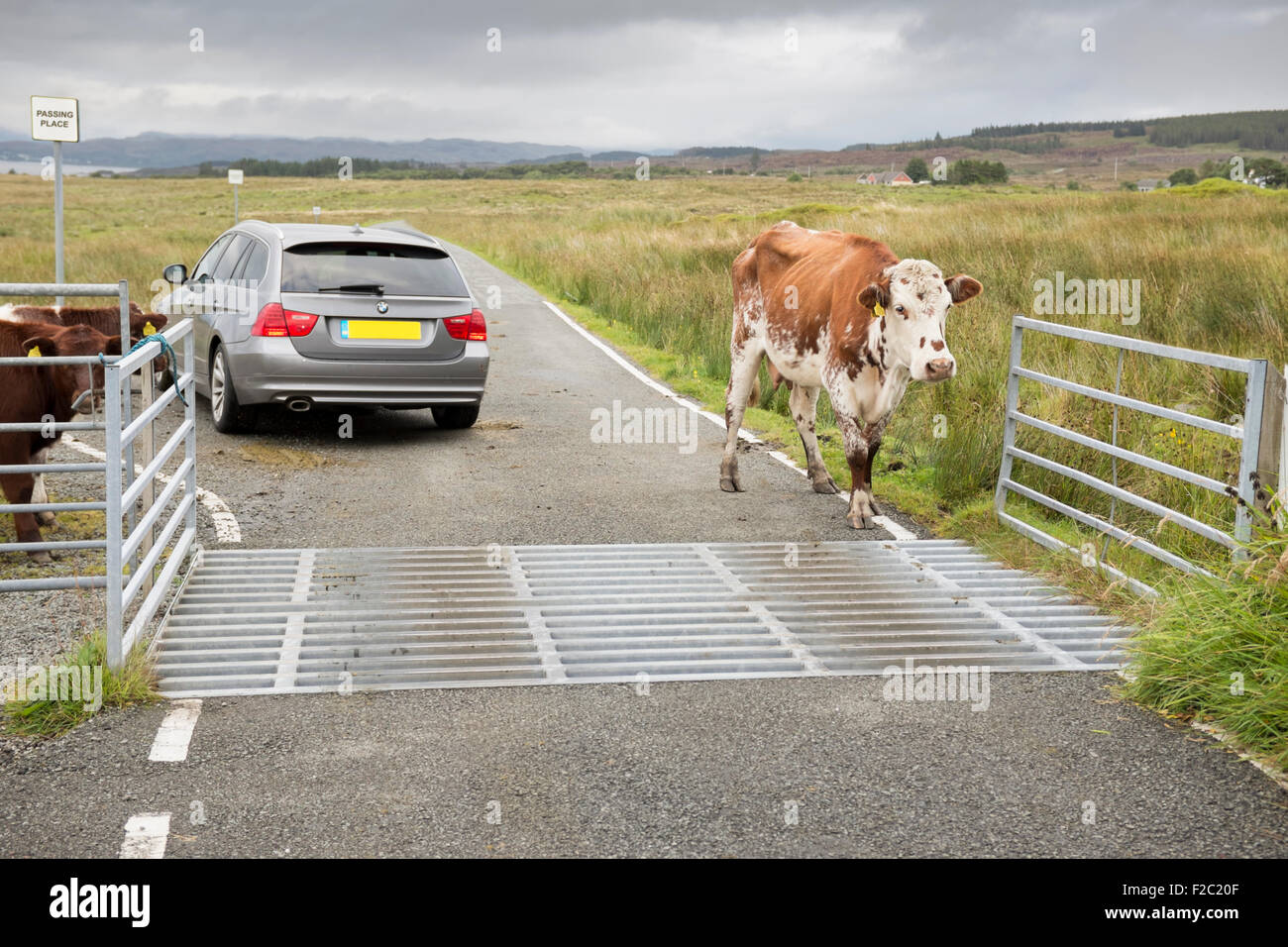 Auto und Kuh an einem Vieh-Raster auf eine B-Straße. Stockfoto