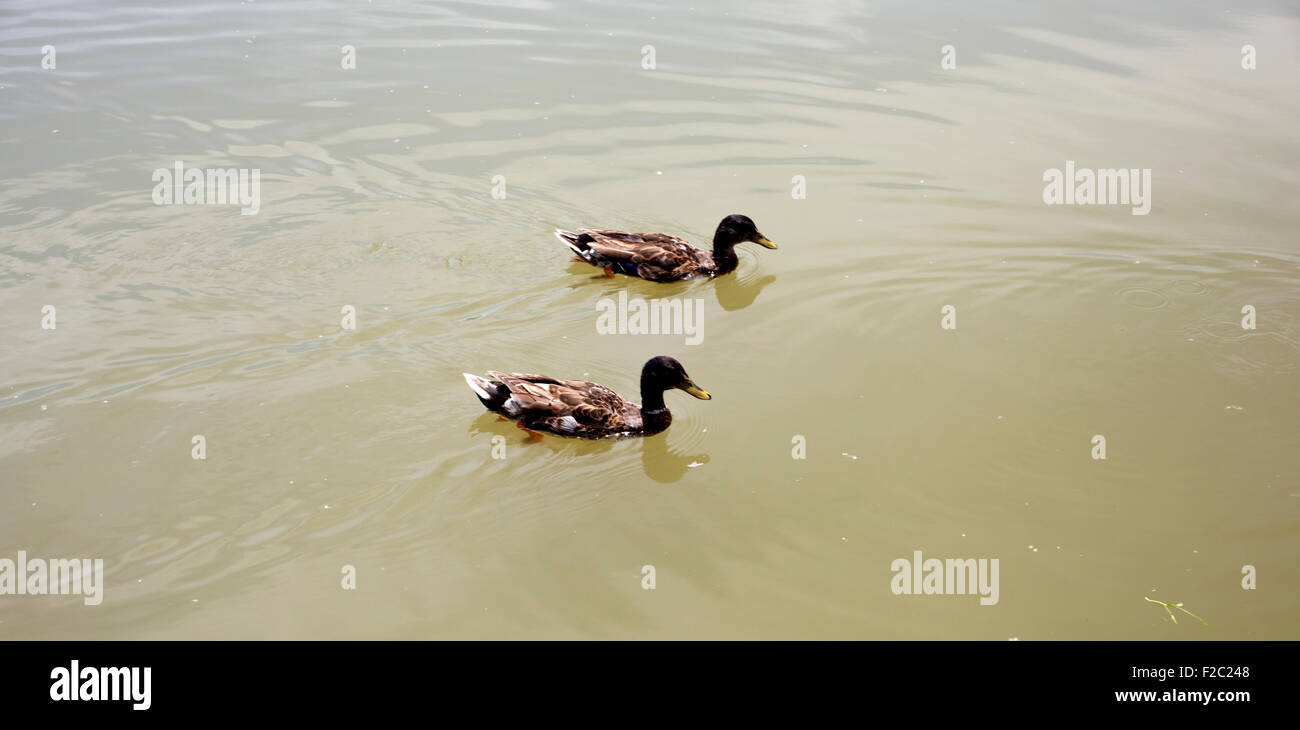 Foto von einem Enten auf dem Wasser Stockfoto