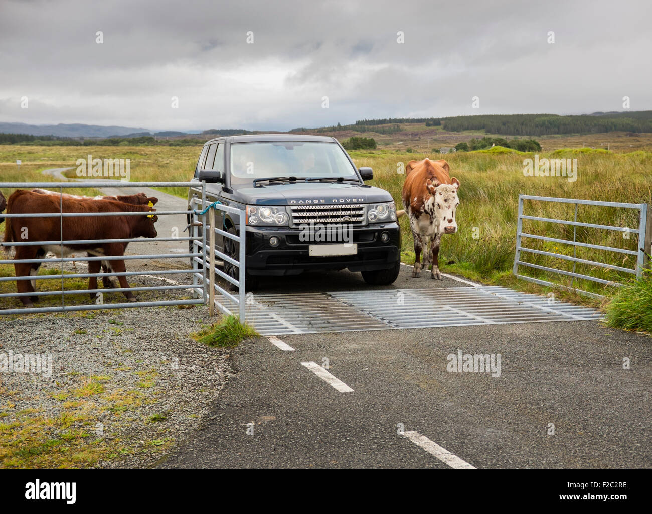 Auto und Kuh an einem Vieh-Raster auf eine B-Straße. Stockfoto