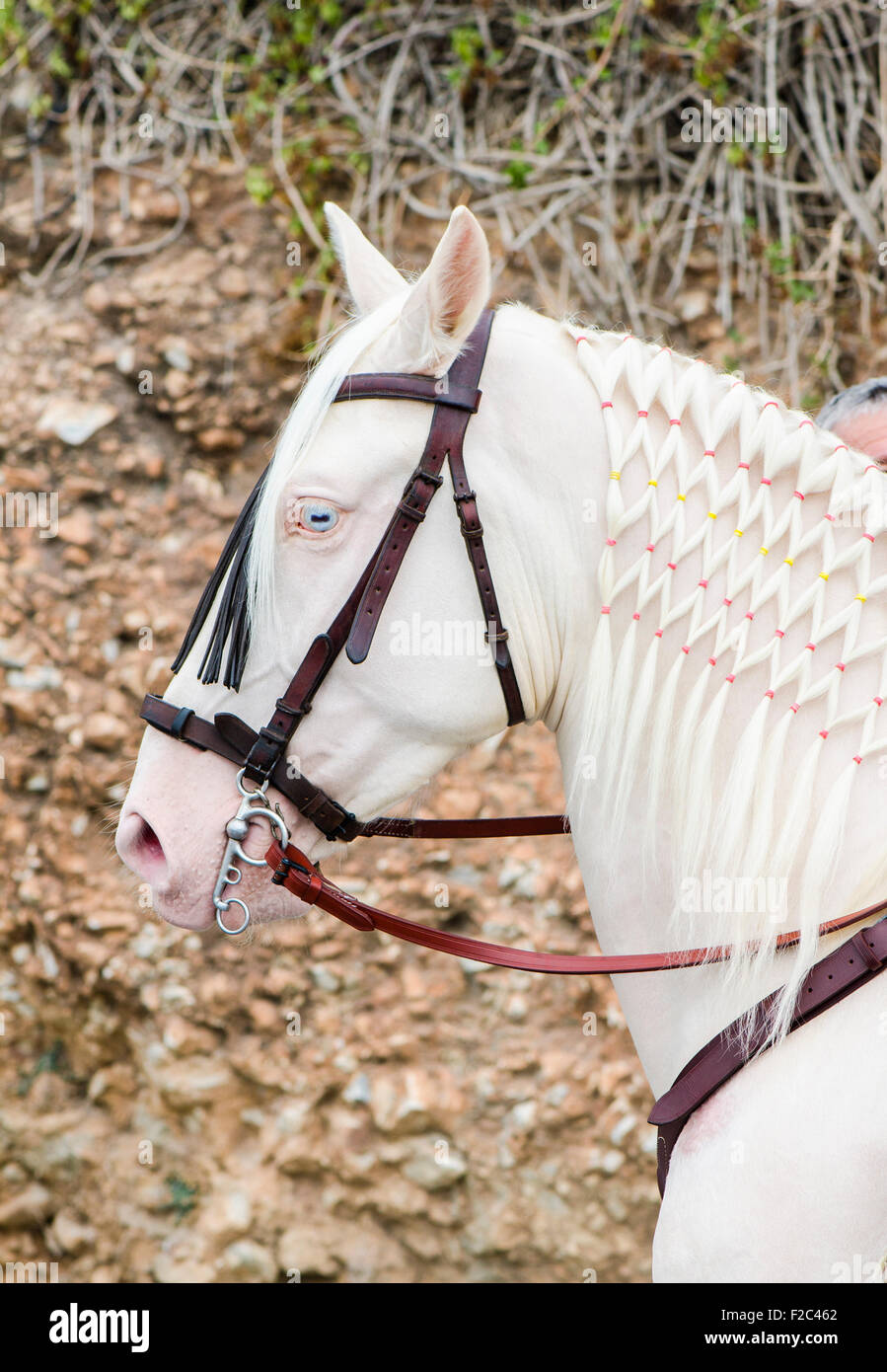 Albino-Pferd mit Mähne Continental "oder 'Makramee' Geflecht in Parade,  Spanien Stockfotografie - Alamy