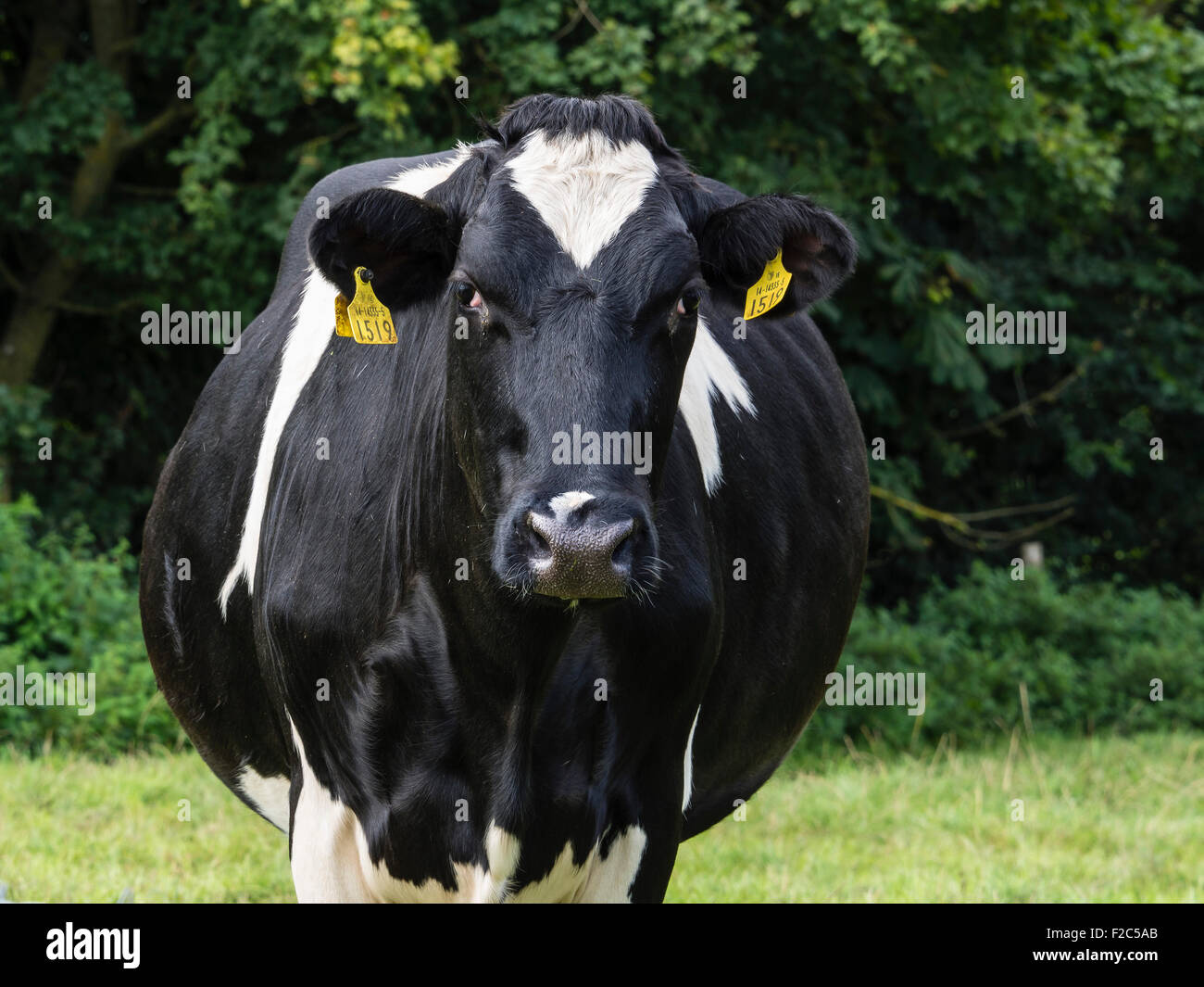 Kuh portrait Fotos und Bildmaterial in hoher Auflösung Alamy