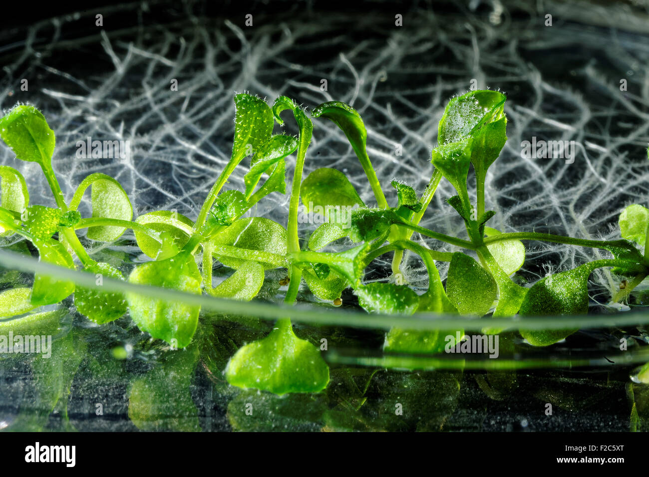 Thale Kresse (Arabidopsis Thaliana) Pflanzen wachsen auf einer Petrischale. Stockfoto