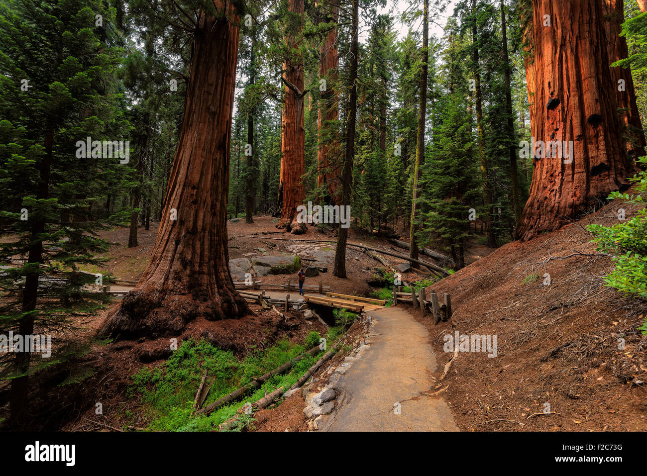 Riesen Urwald im Sequoia National Park in Kalifornien Sierra Nevada Mountains Stockfoto